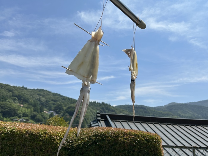 スルメイカを下処理して真夏の天日干しでスルメを作っている光景
